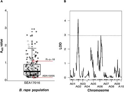 Quantitative Trait Locus Mapping of Resistance to Turnip Yellows Virus in Brassica rapa and Brassica oleracea and Introgression of These Resistances by Resynthesis Into Allotetraploid Plants for Deployment in Brassica napus